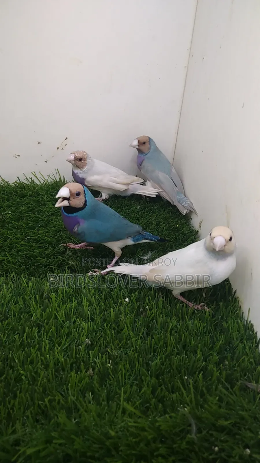 Blue and Silver Gouldian Finch birds.
