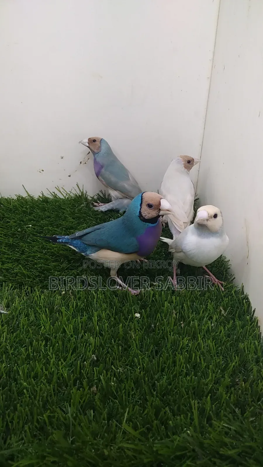 Blue and Silver Gouldian Finch birds.