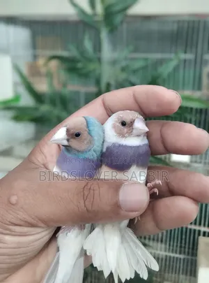 Blue and Silver Gouldian Finch birds.