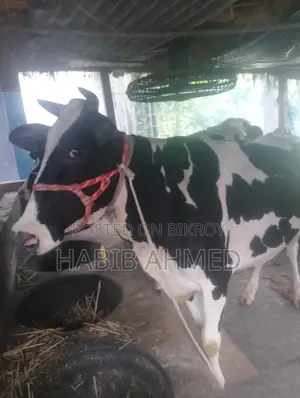 ফ্রিজিয়ান গাভী
