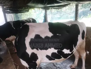 ফ্রিজিয়ান গাভী