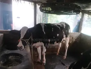 ফ্রিজিয়ান গাভী