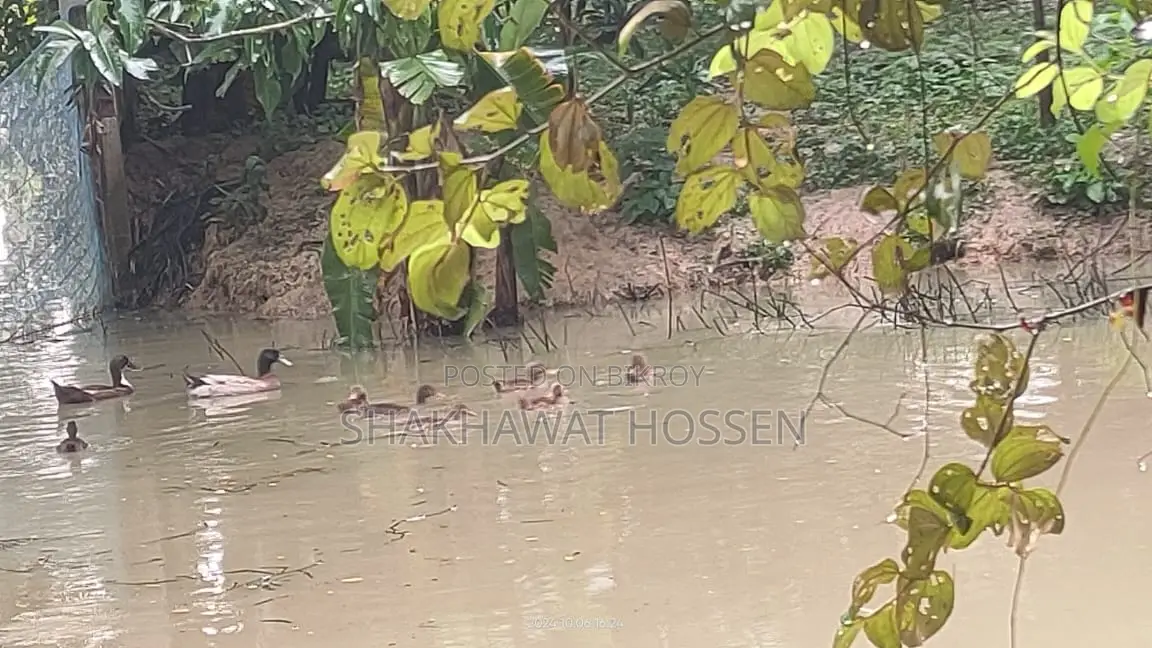 এই জমিটা বিক্রি হবে