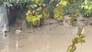 এই জমিটা বিক্রি হবে