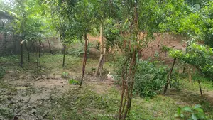এই জমিটা বিক্রি হবে