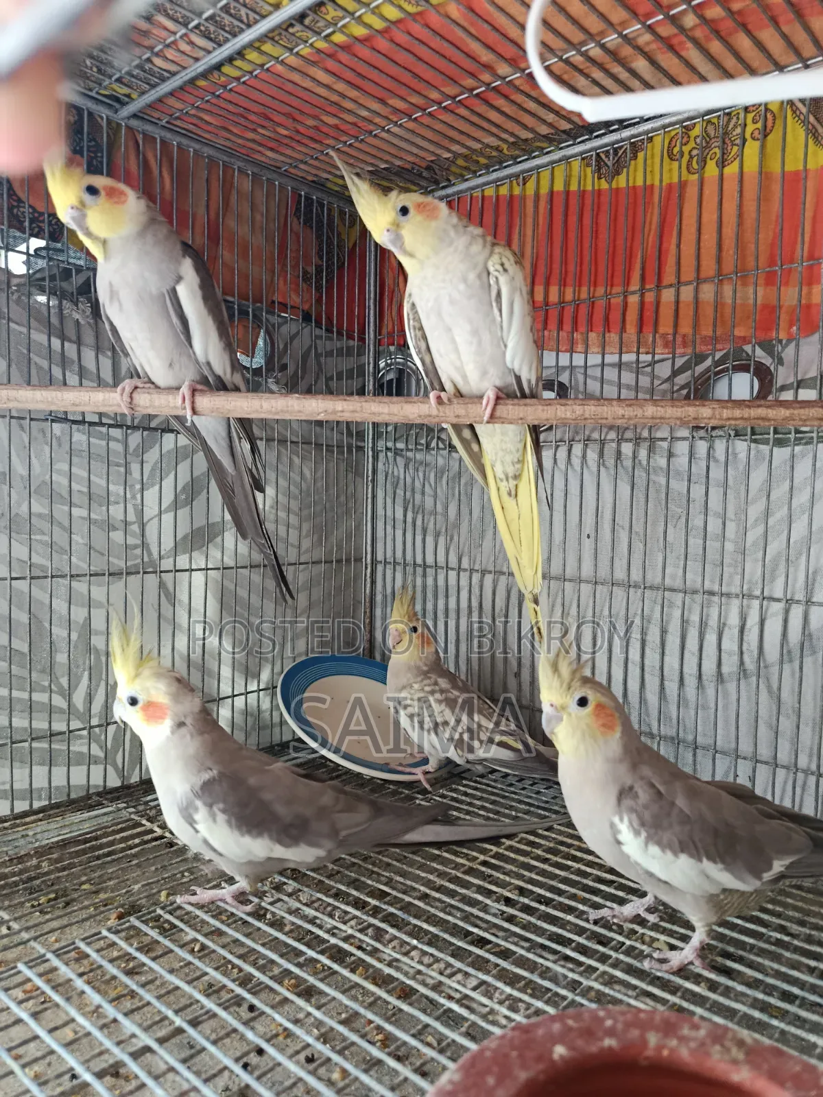 ককাটেল পাখির জোড়া