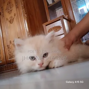 1-3 Months Female Purebred Persian