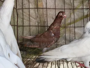 পিজন কবুতর
