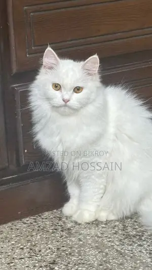 6-12 Months Female Purebred Persian