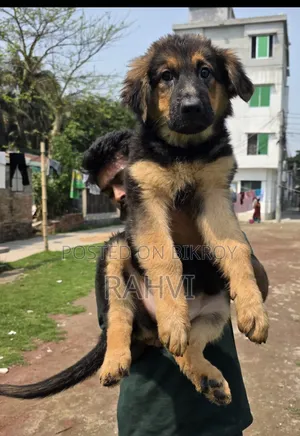3-6 Months Male Purebred German Shepherd