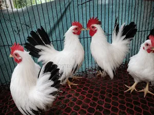 জাপানি বেন্থাম ব্ল্যাকটেল মেইল