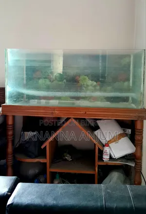 Fish Aquarium