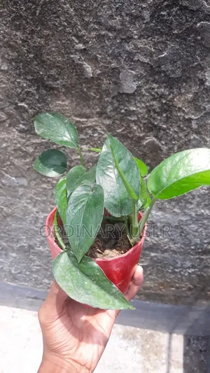 Money Plant