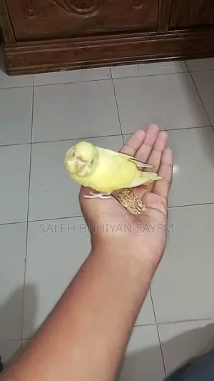 Red Eyes Budgies Bird Super Team (Yellow Colour)