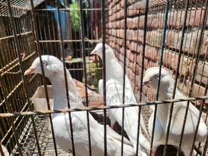 Hoy Flying Pigeon