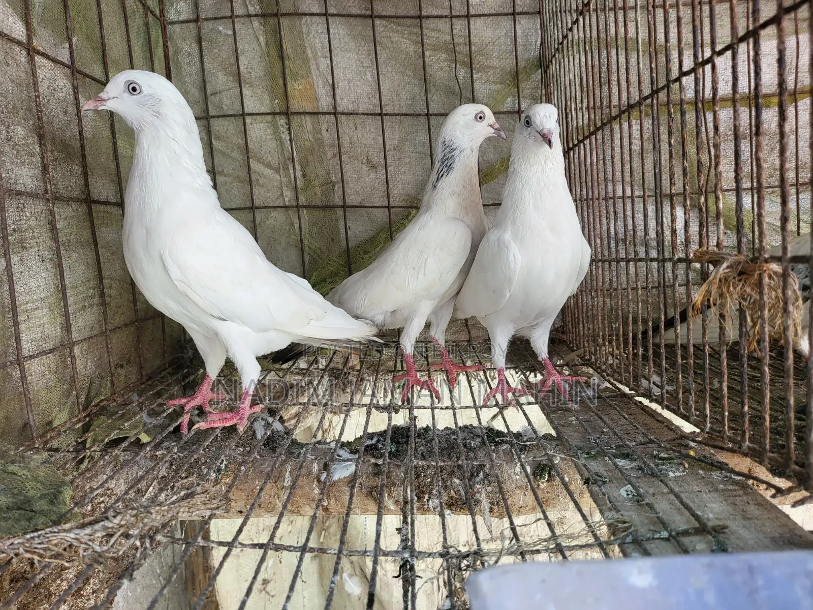 Hoy Flying Pigeon