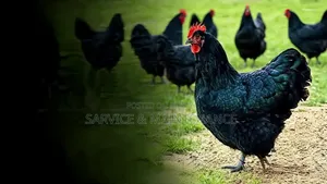 ব্লাক অস্টোলভ বাচ্চা লাগবে