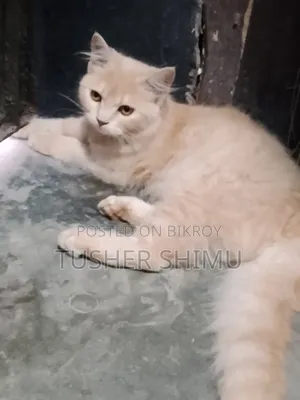 1-3 Months Male Purebred Persian
