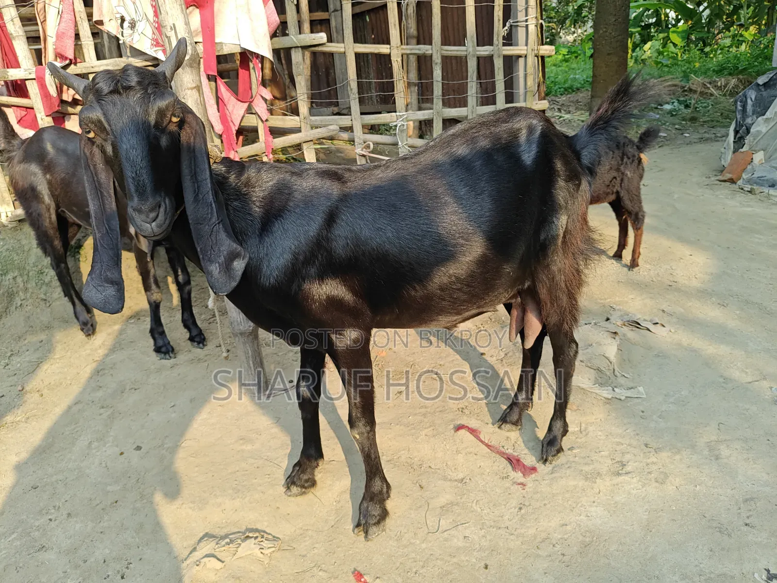 মা ও ২ টা বাচ্ছা ছাগল