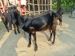 মা ও ২ টা বাচ্ছা ছাগল