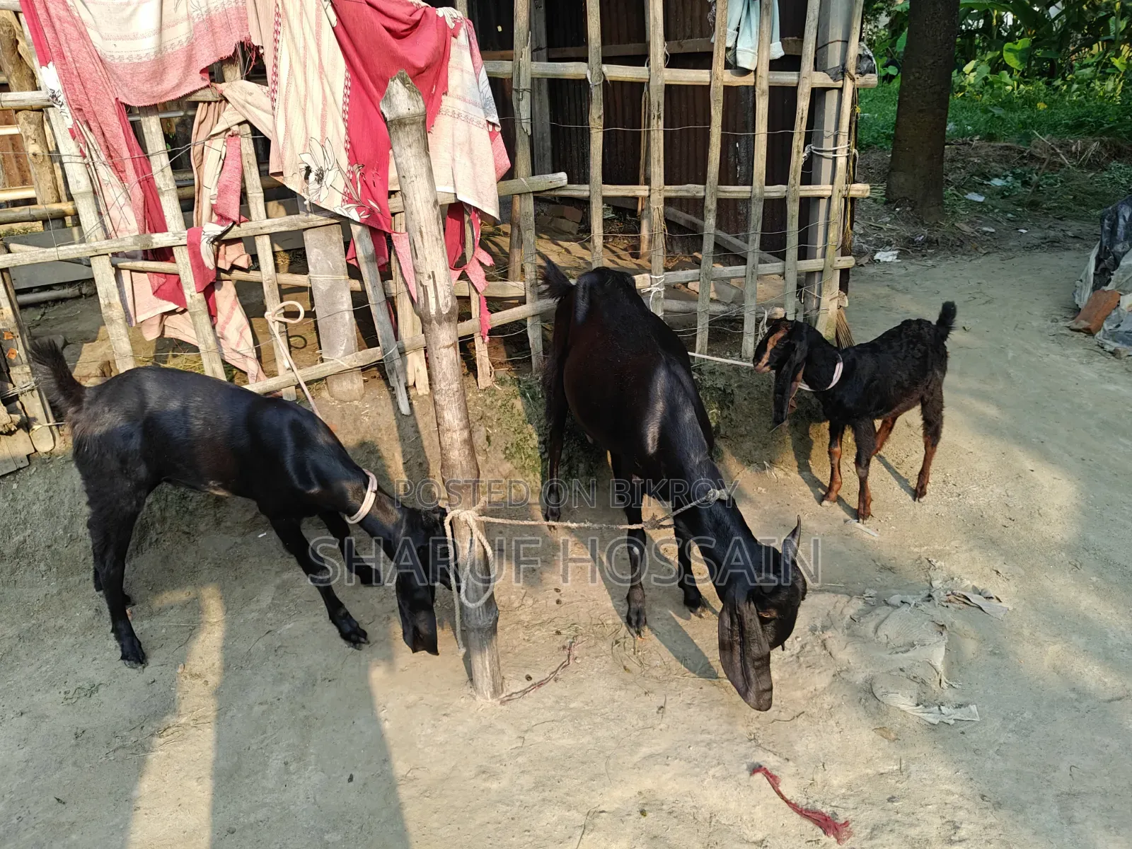 মা ও ২ টা বাচ্ছা ছাগল