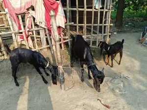 মা ও ২ টা বাচ্ছা ছাগল
