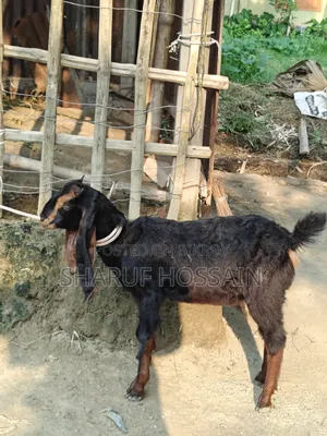 মা ও ২ টা বাচ্ছা ছাগল