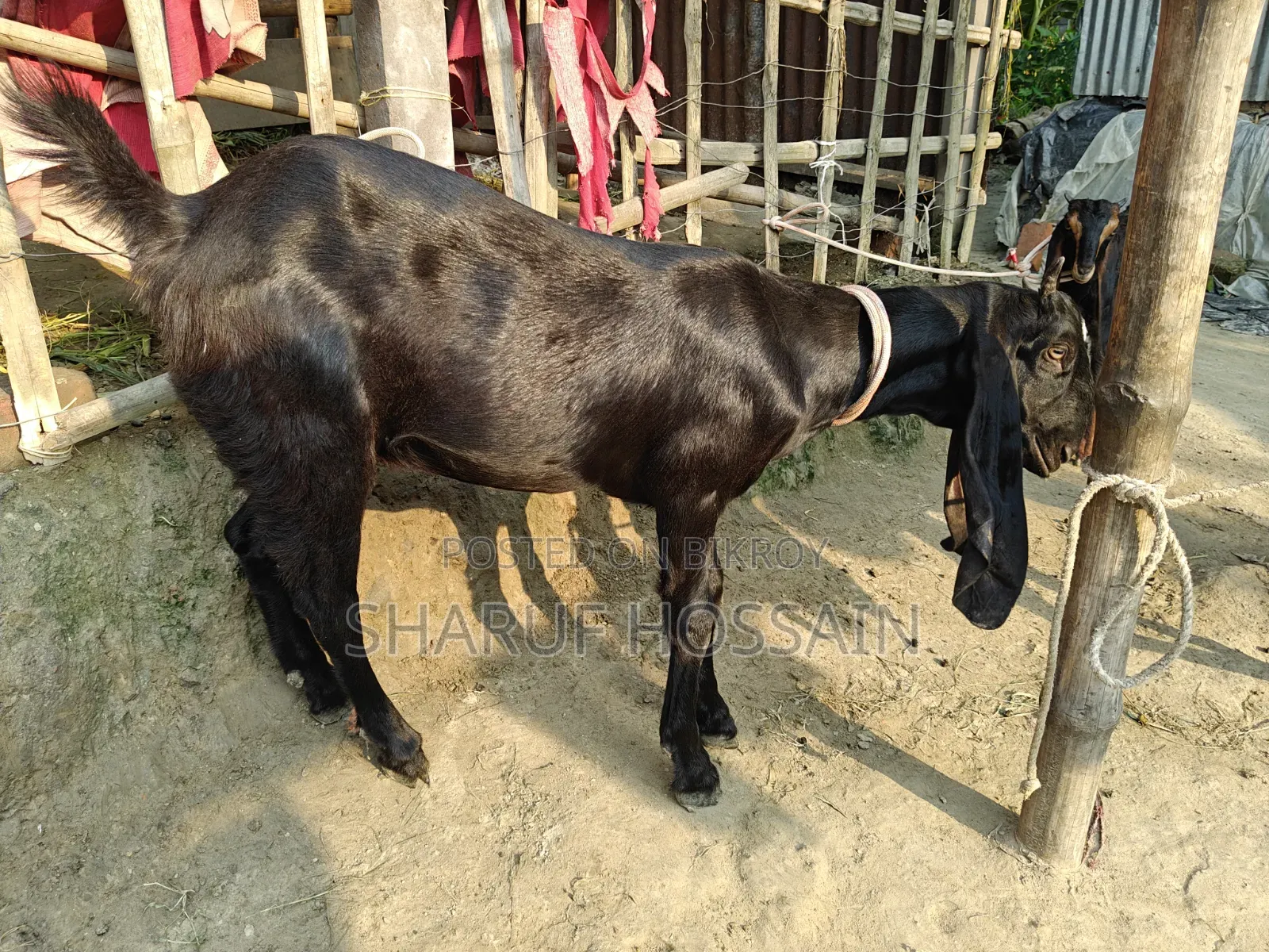 মা ও ২ টা বাচ্ছা ছাগল