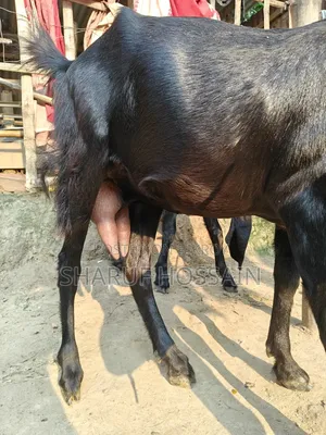 মা ও ২ টা বাচ্ছা ছাগল