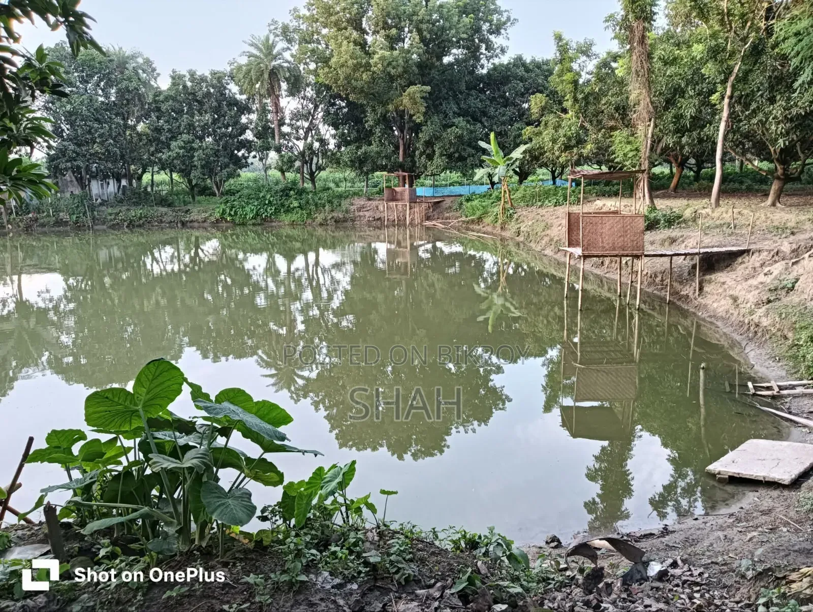 7 Bigha Homestead Project (including 2.75 Bigha pond)