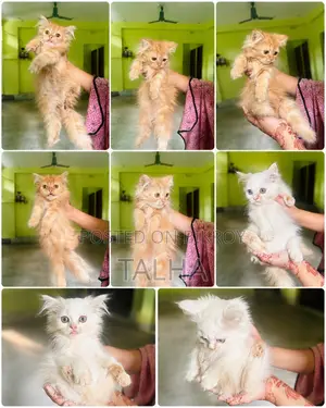 1-3 Months Female Purebred Persian