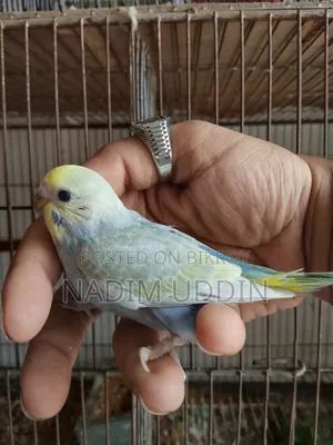 Budjie Babies