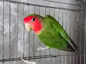 Love Bird