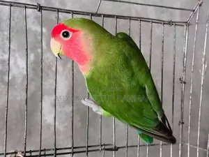Love Bird