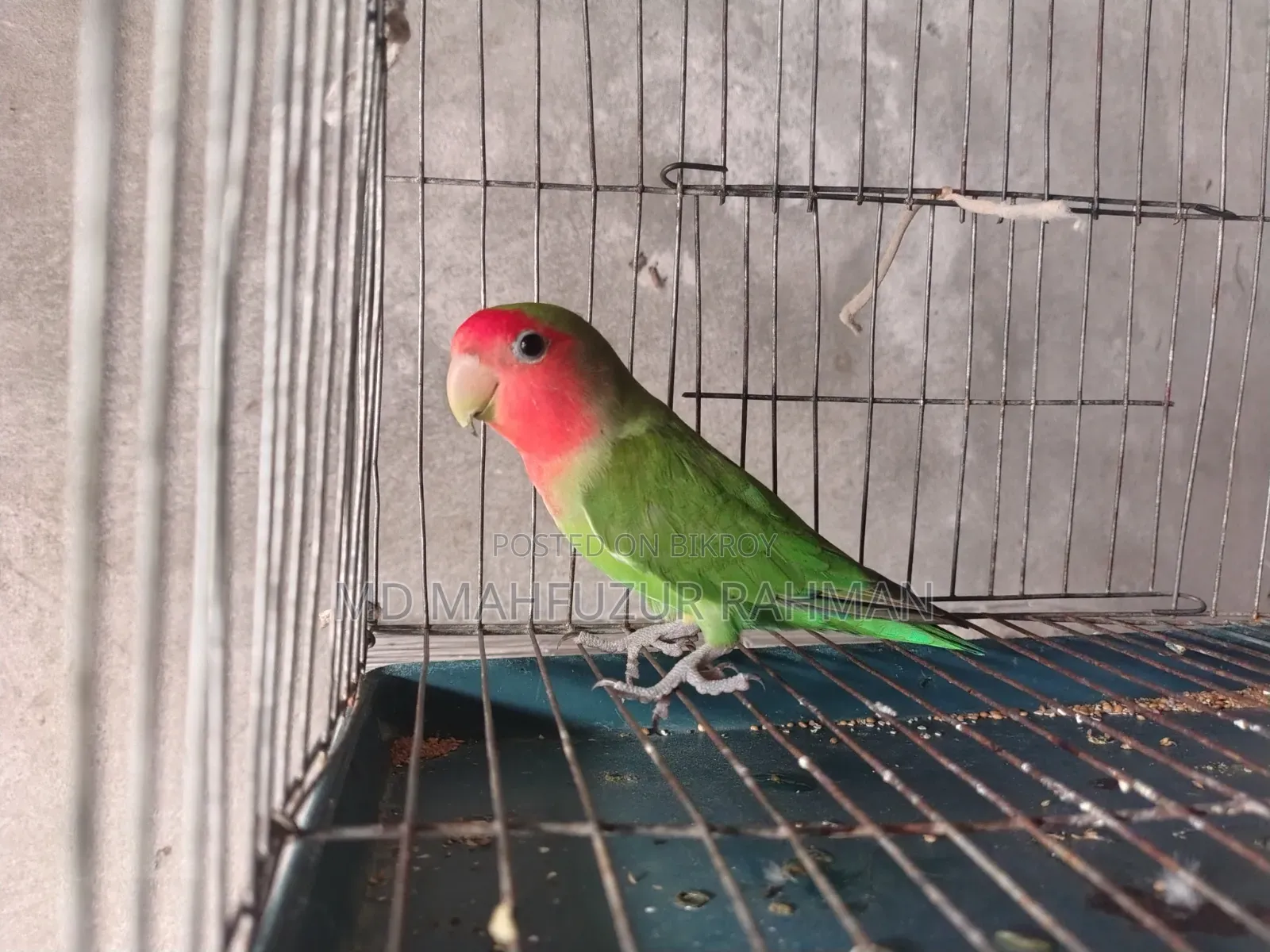 Love Bird