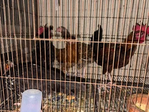 দেশি মুরগি