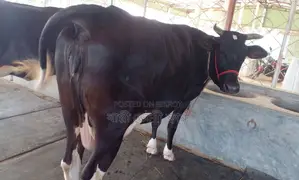 1342 High-yield dairy cow for sale.