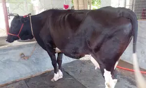 1342 High-yield dairy cow for sale.