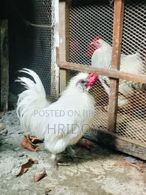 সিল্কি মোরগ