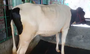 ১৩৪৩ নং পোষার জন্য বকনা কিনুন ভালো জাতের ।