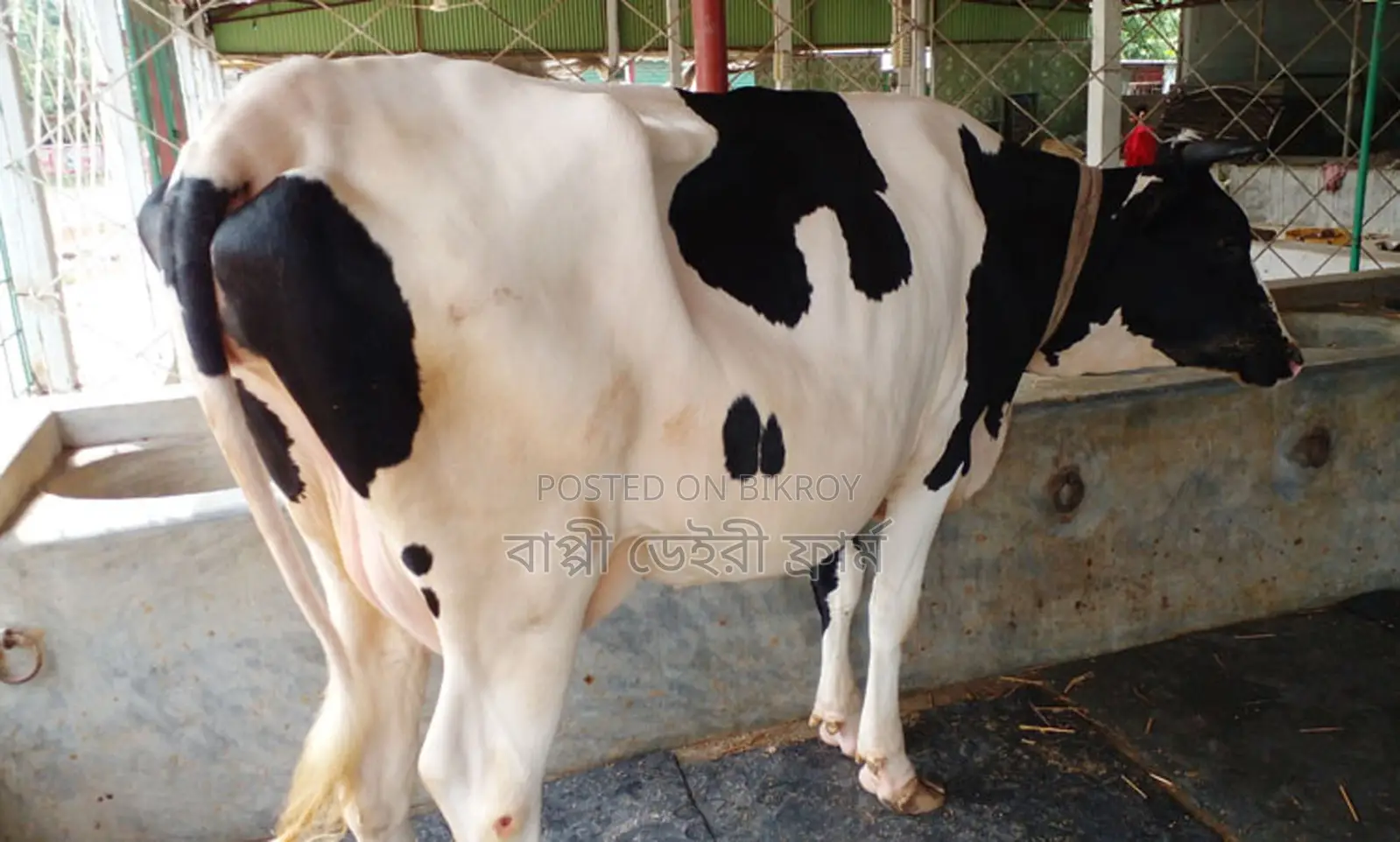 ১৩৪৪ নং ভালো জাতের গাভী ।