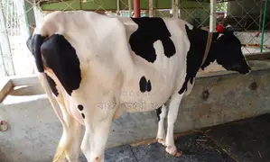 ১৩৪৪ নং ভালো জাতের গাভী ।