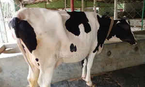 ১৩৪৪ নং ভালো জাতের গাভী ।