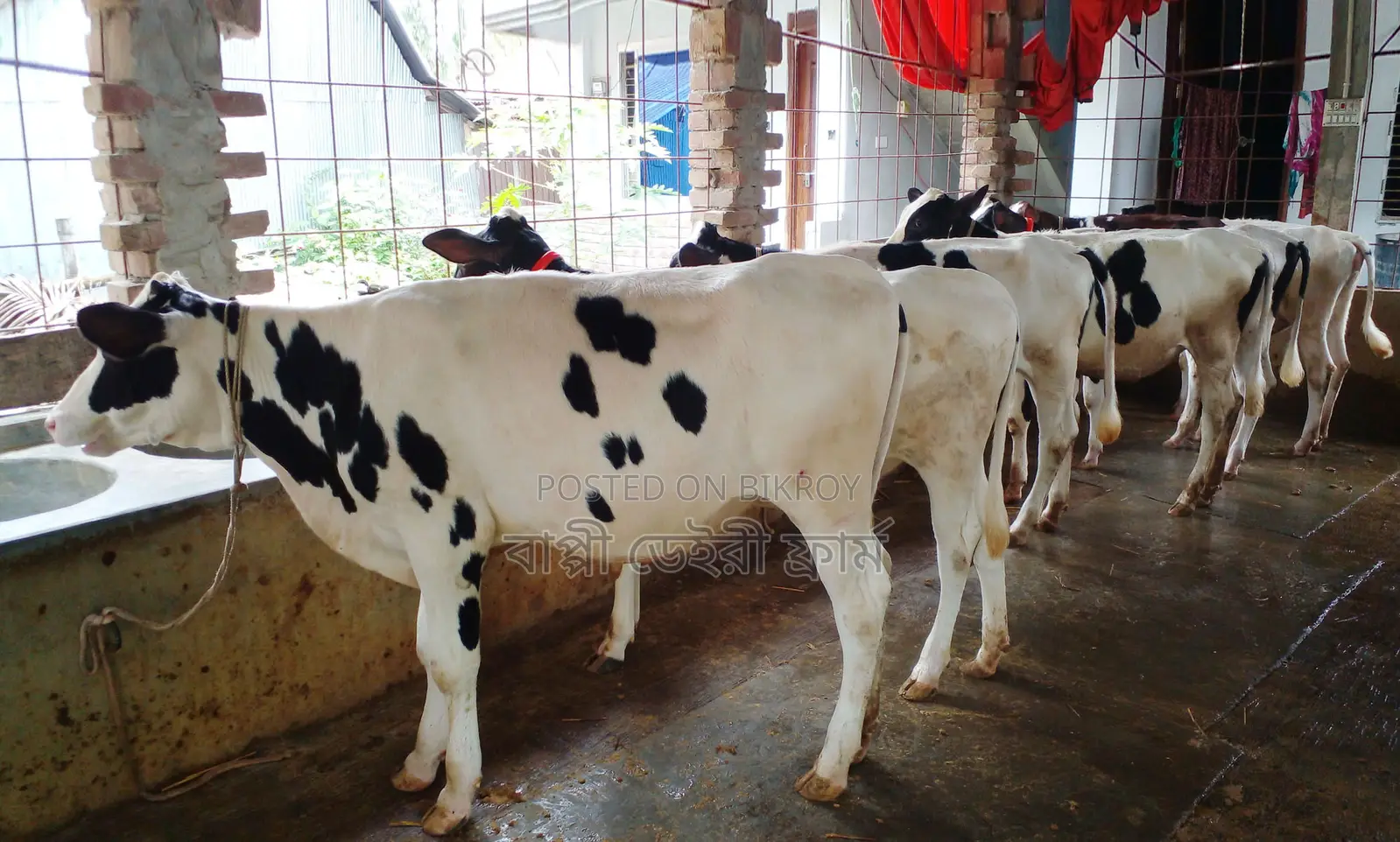 1345 number selected 7 heifers for sale at a low price.