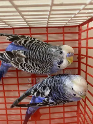 Black Wing Split Pair