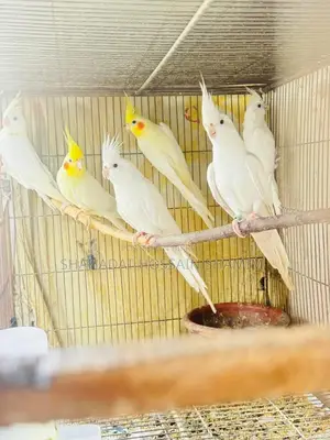 কোকাটেল (রানিং অথবা এডাল)