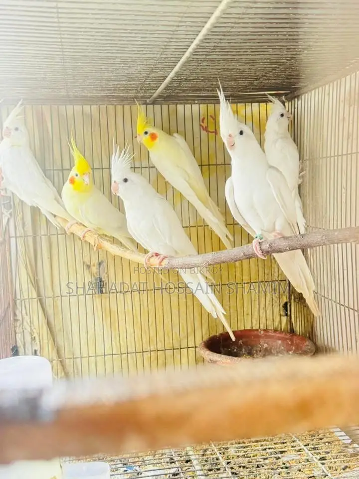 Cockatiel (Running or Adult)