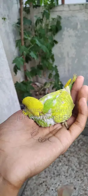 For Sell Tame Size Budgerigar