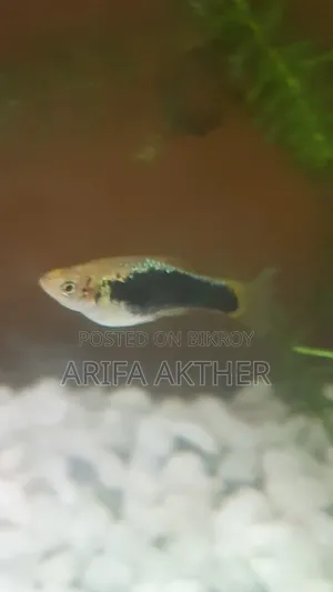 One Platy Fish For Sale