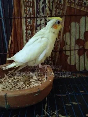 Kokatel Baby